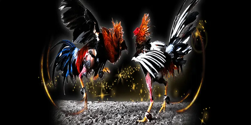 Trải nghiệm độc đáo cùng thế giới đá gà trực tiếp online